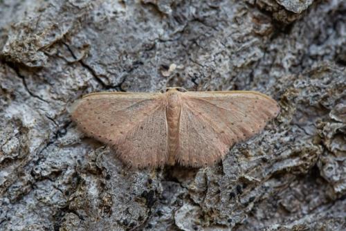 Idaea eugeniata